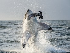 White shark diving (6)
